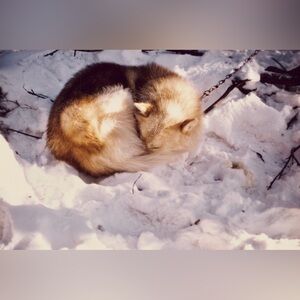 4x6 Alaskan Sled Dog Resting 1974 Portrait Photo Print #1